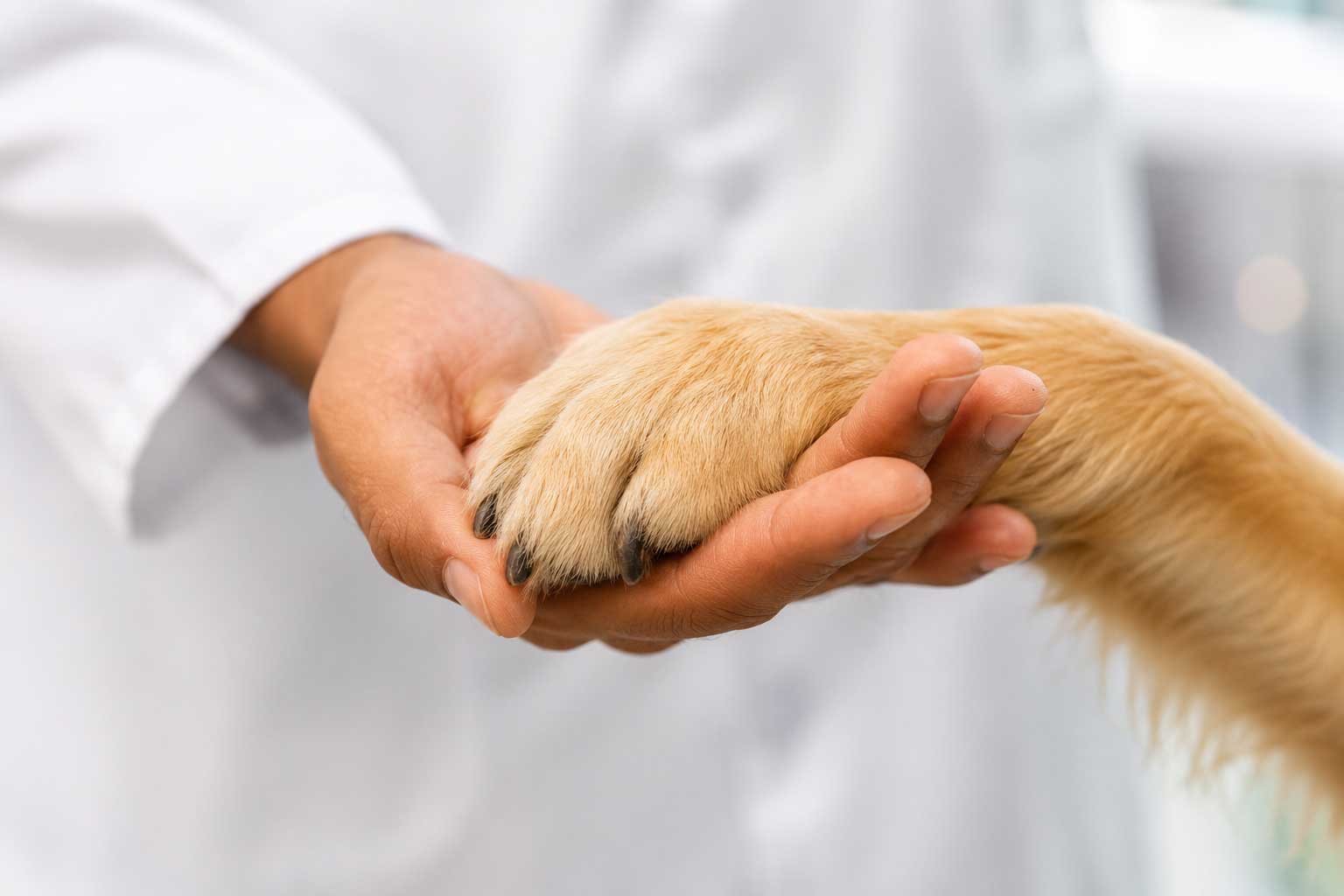 Cremación Veterinaria